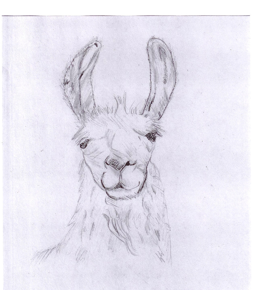 Llama Face Drawing at GetDrawings Free download