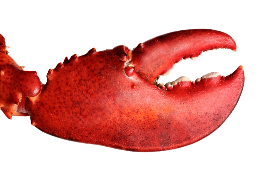 Lobster Claw Drawing At GetDrawings Free Download