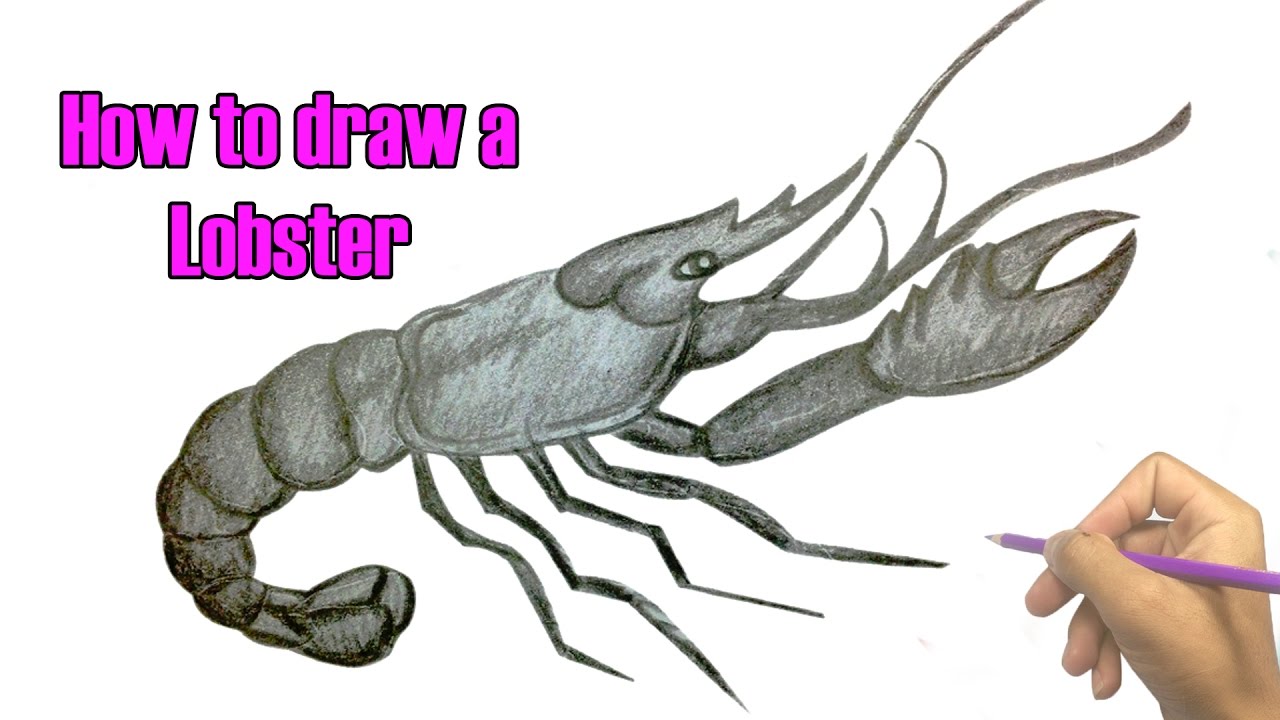 Lobster Drawing For Kids at GetDrawings | Free download