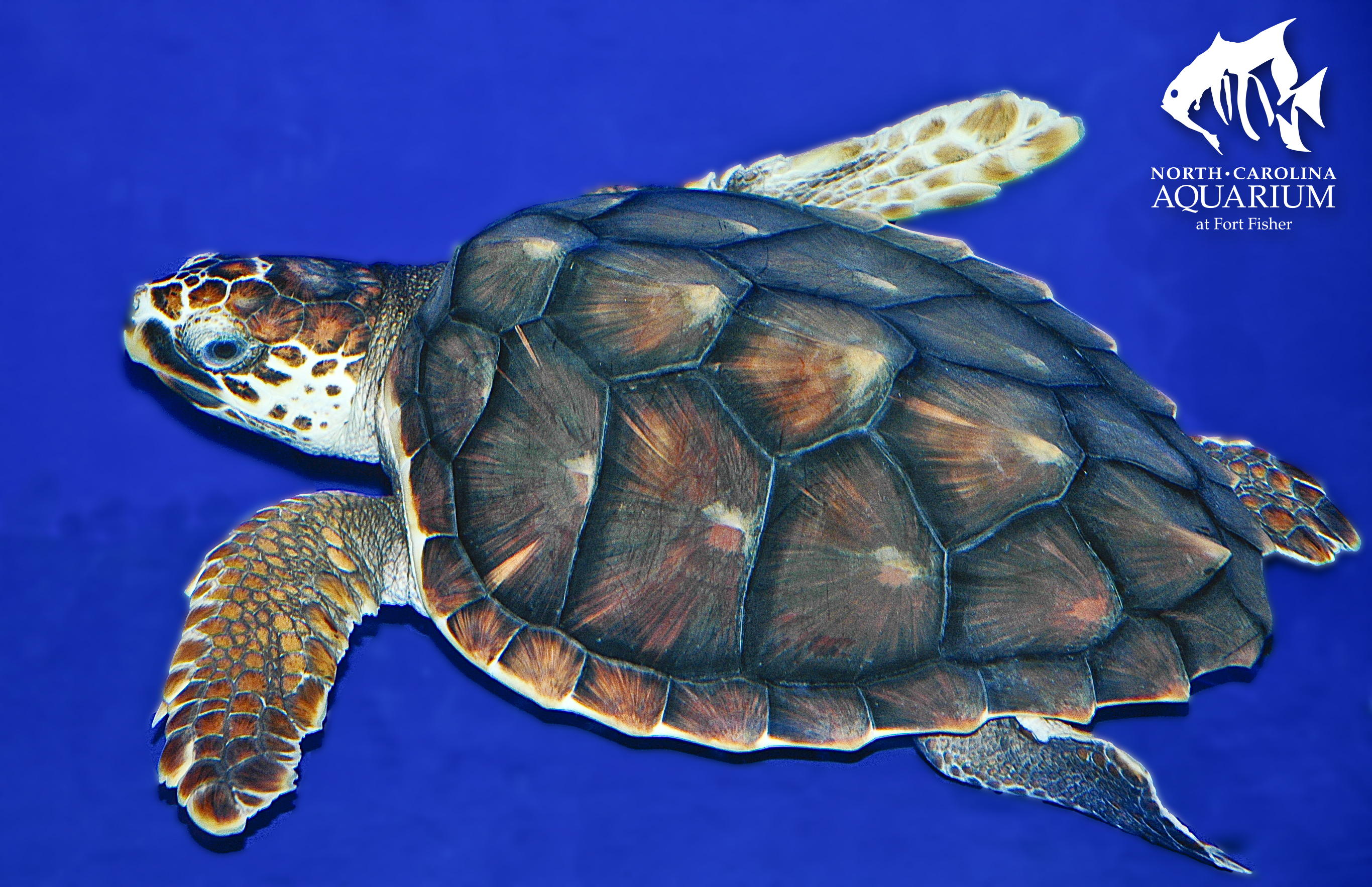 Loggerhead Turtle Appearance