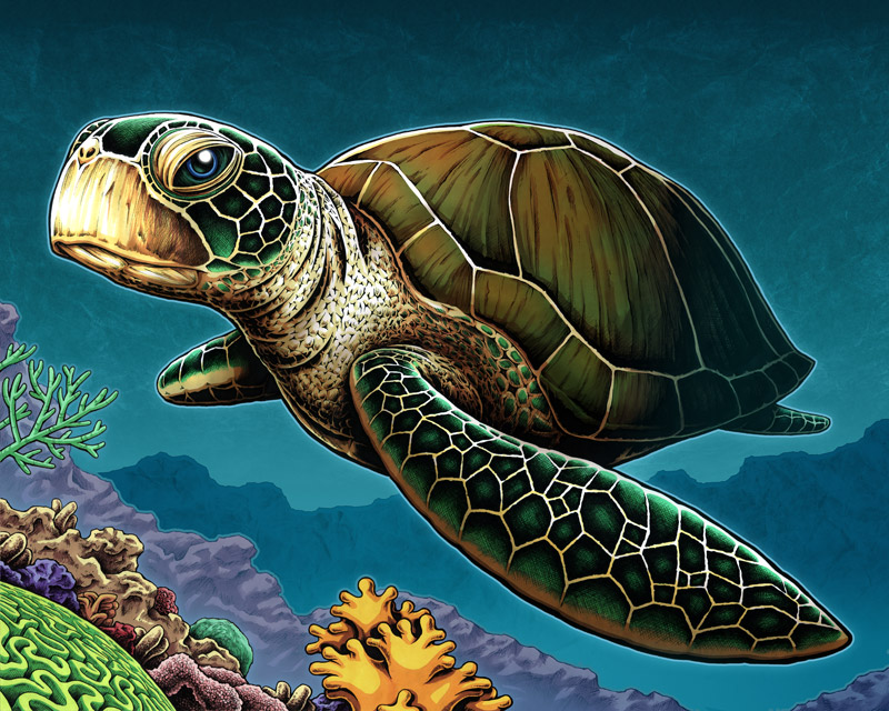 loggerhead-sea-turtle-drawing-at-getdrawings-free-download