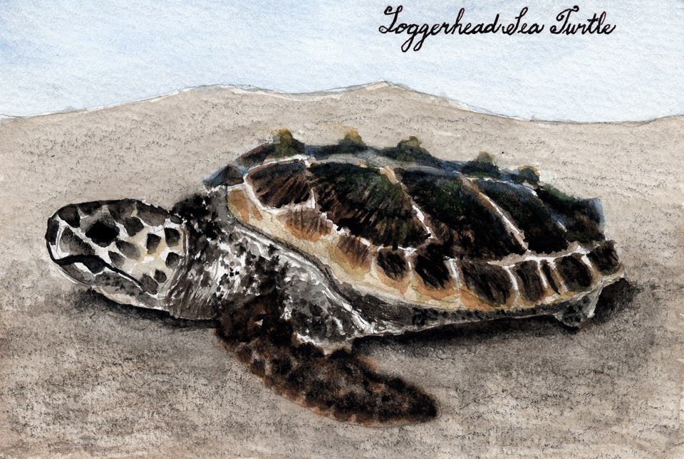 loggerhead-turtle-drawing-at-getdrawings-free-download