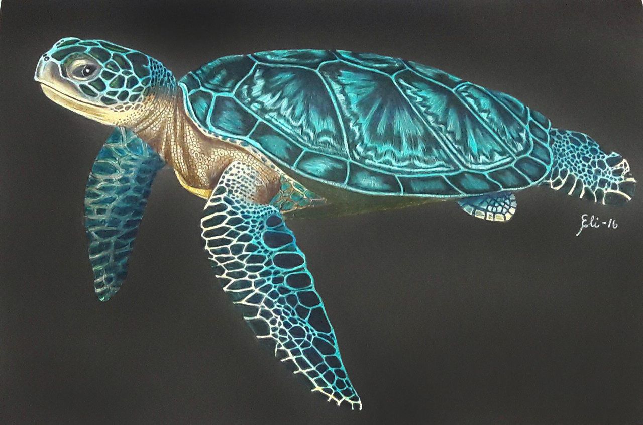 Loggerhead Turtle Drawing at GetDrawings | Free download