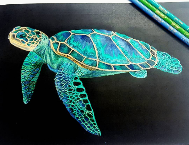 Loggerhead Turtle Drawing At Getdrawings 