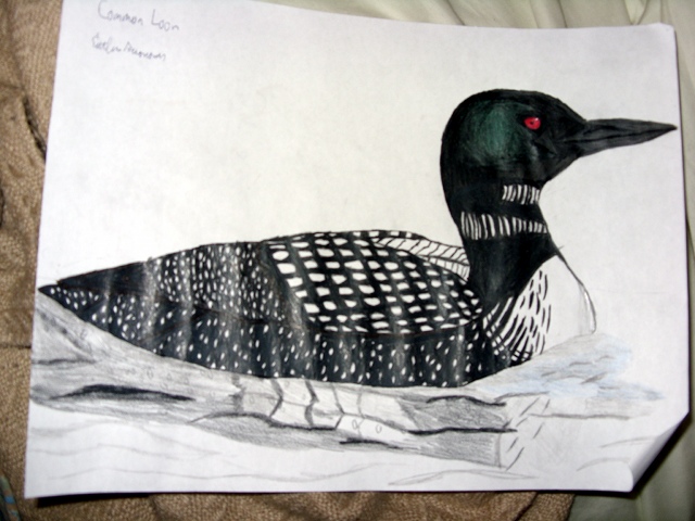 Loon Drawing at GetDrawings | Free download