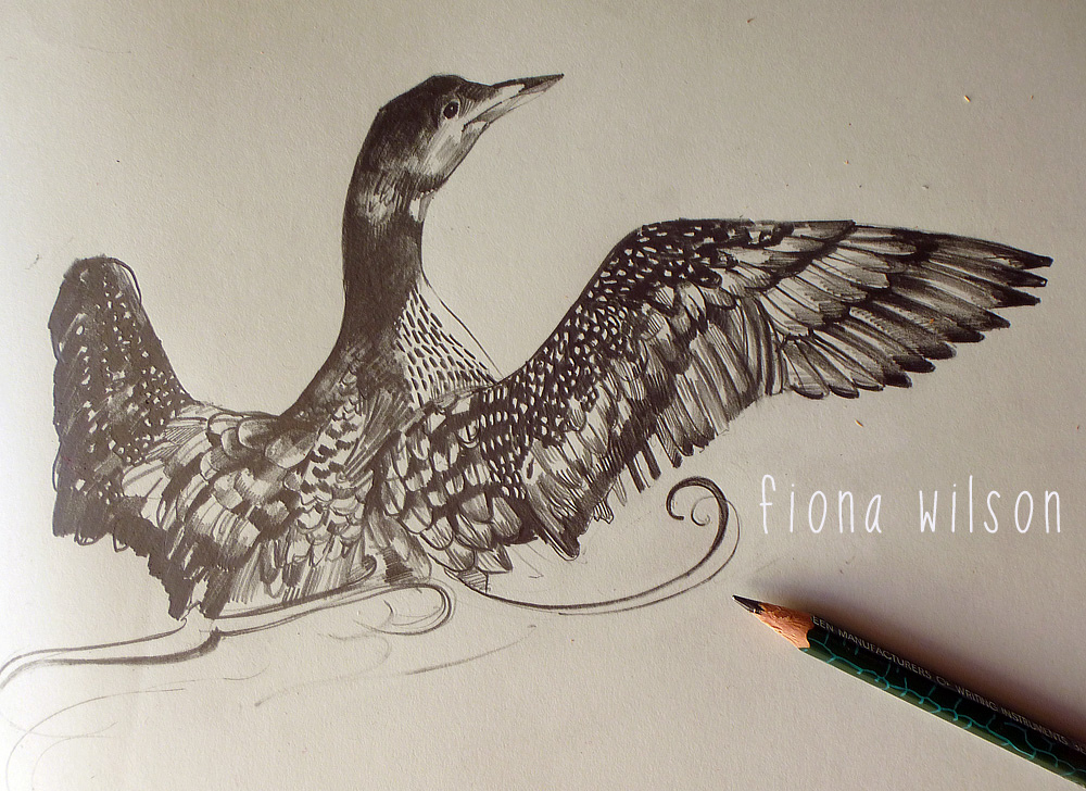 Loon Drawing at GetDrawings | Free download