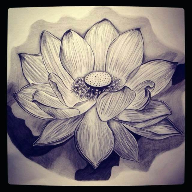 flower sketch