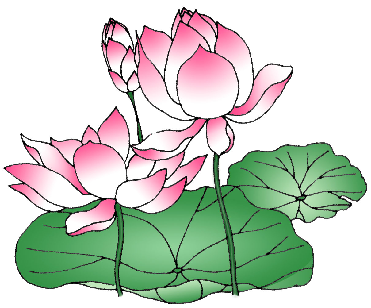drawing sketch lotus