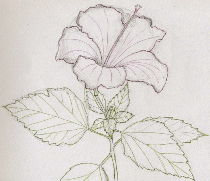 Sketch Of Flowers With Name - canvas-depot