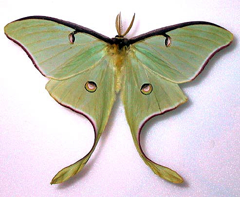 Luna Moth Drawing at GetDrawings | Free download