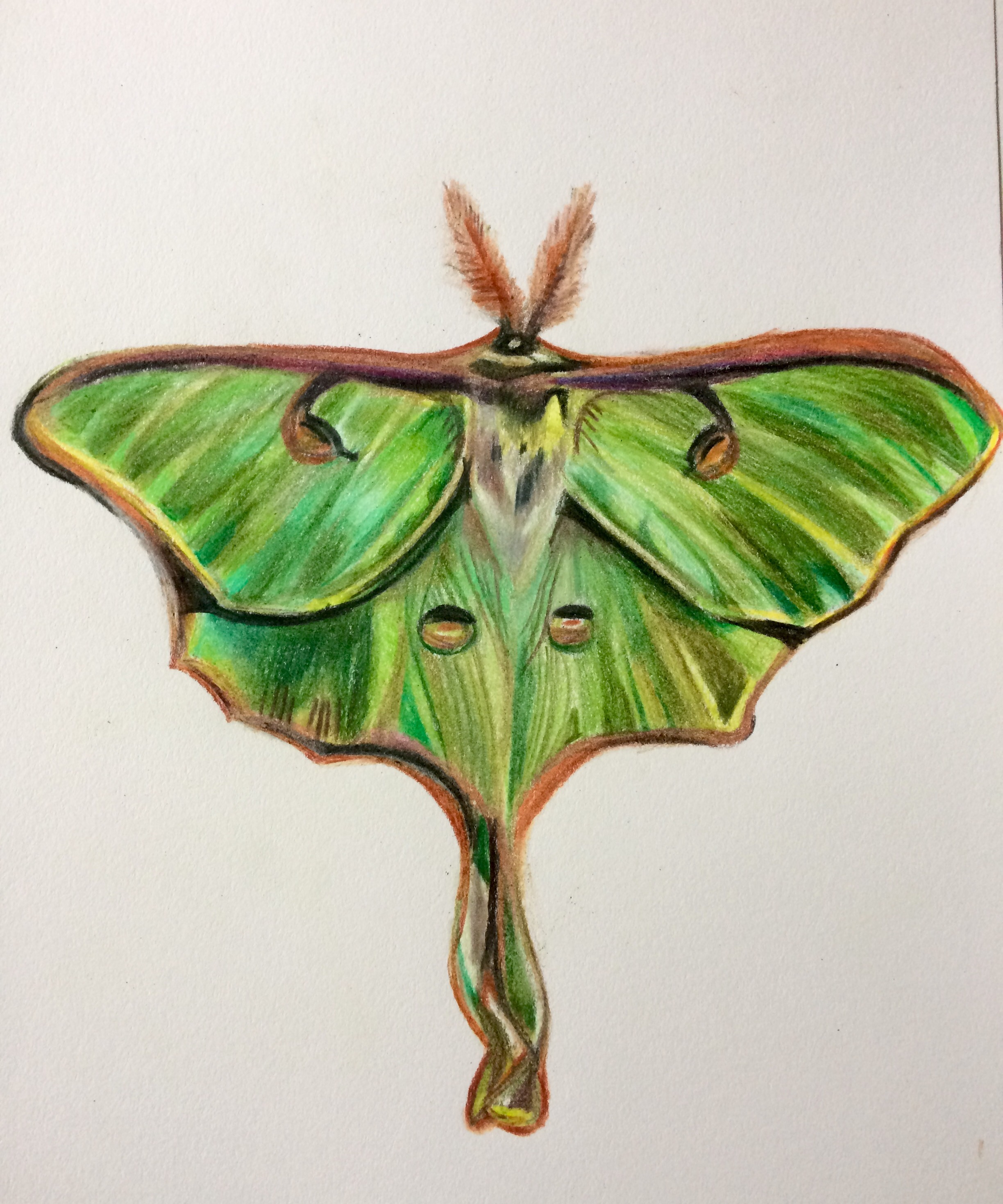 Luna Moth Drawing at GetDrawings Free download