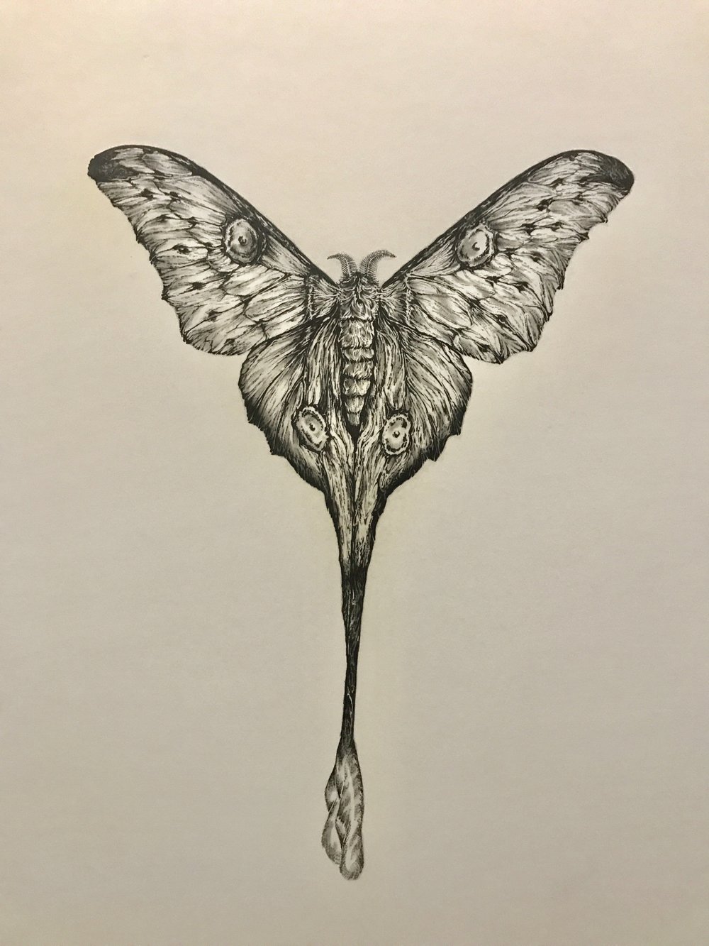 Luna Moth Drawing at GetDrawings Free download