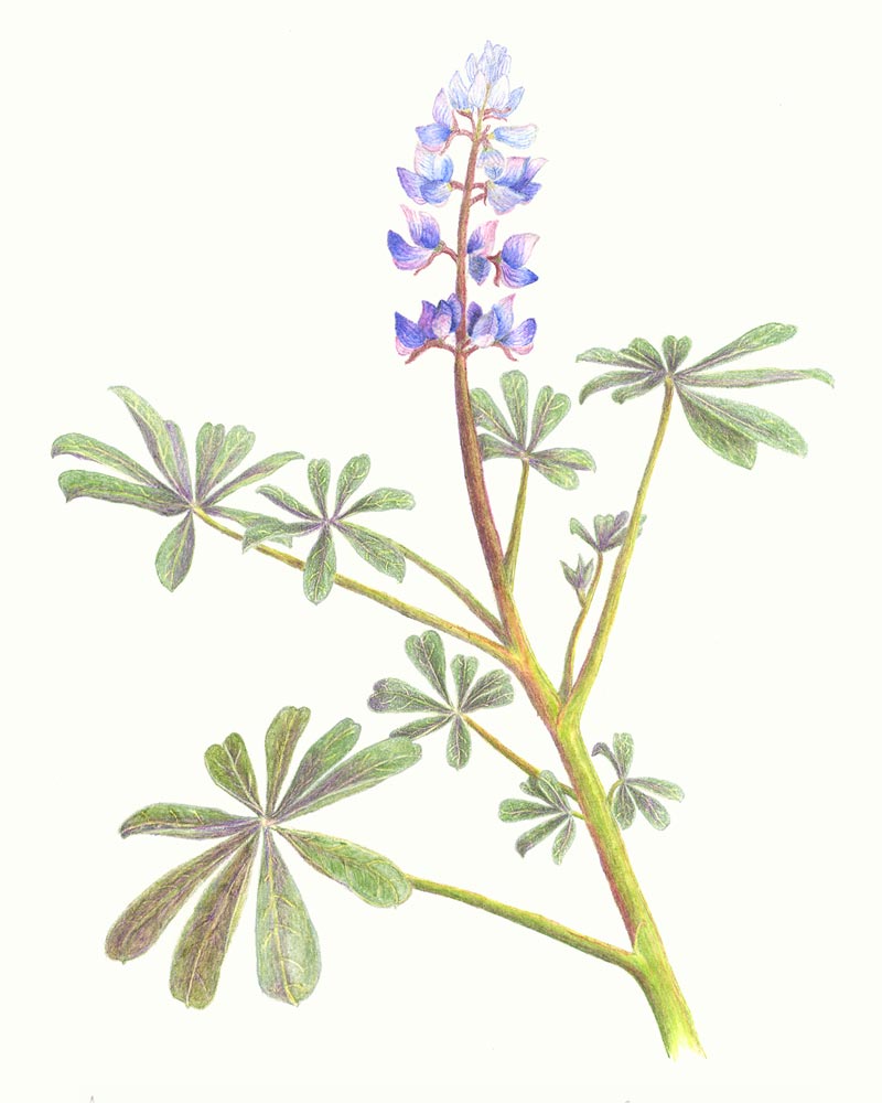 Lupine Drawing at GetDrawings Free download