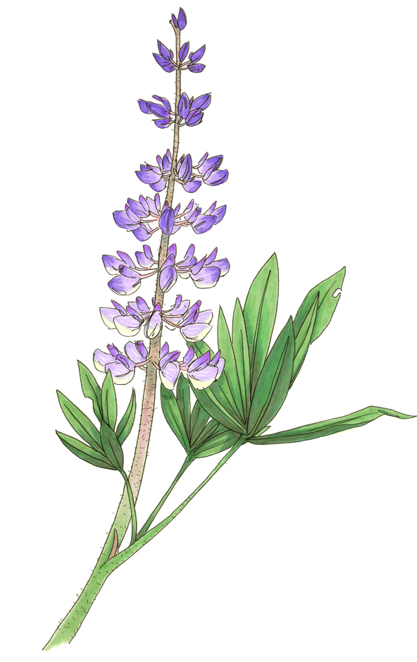 Lupine Drawing at GetDrawings Free download