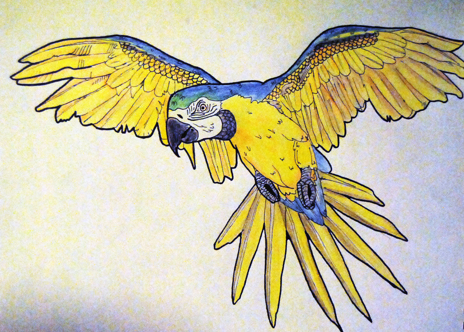 Macaw Drawing at GetDrawings Free download