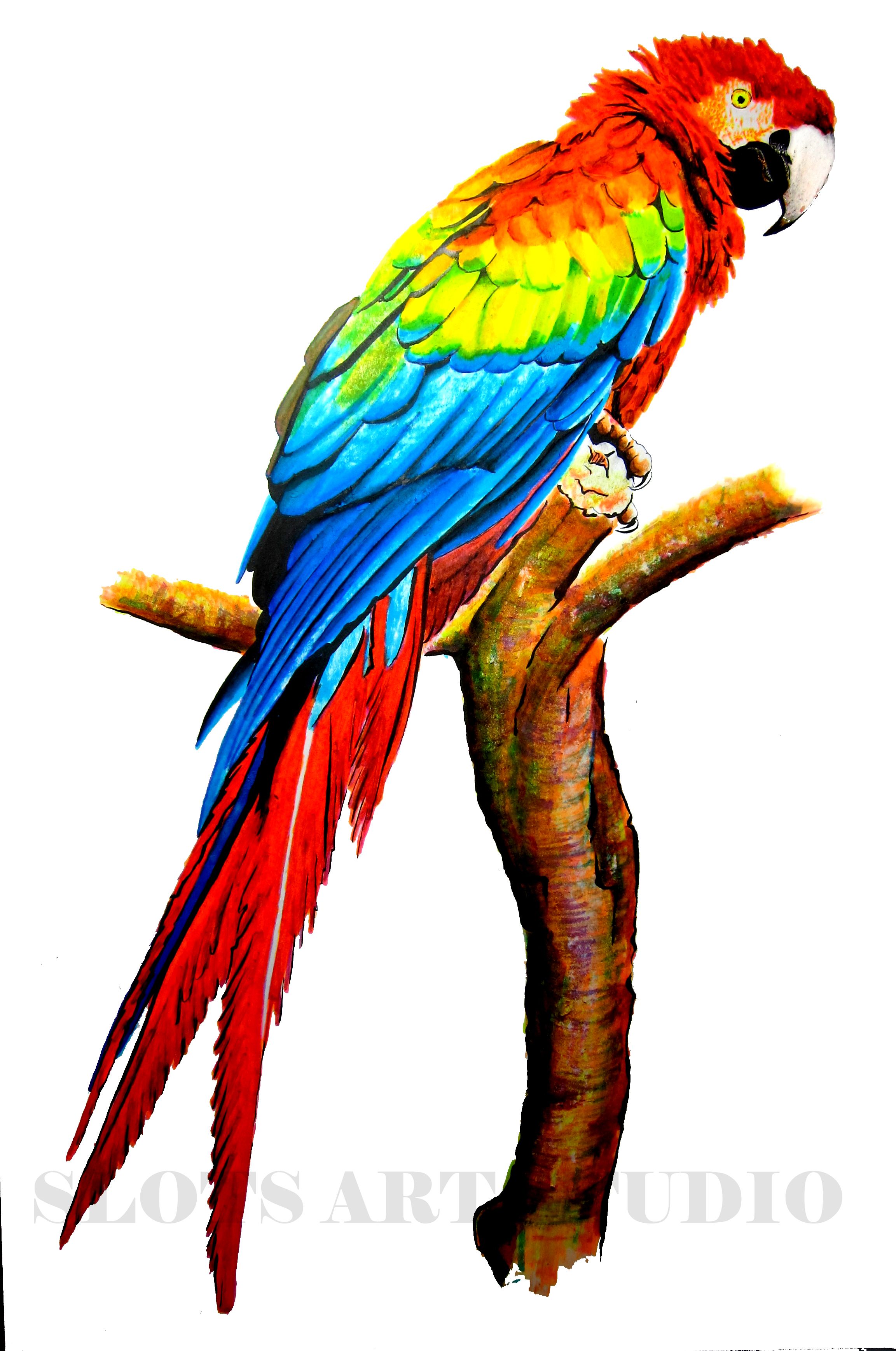 Macaw Drawing at GetDrawings | Free download