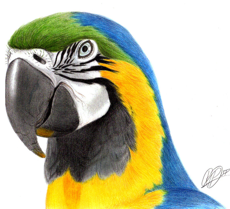 Macaw Drawing at GetDrawings Free download