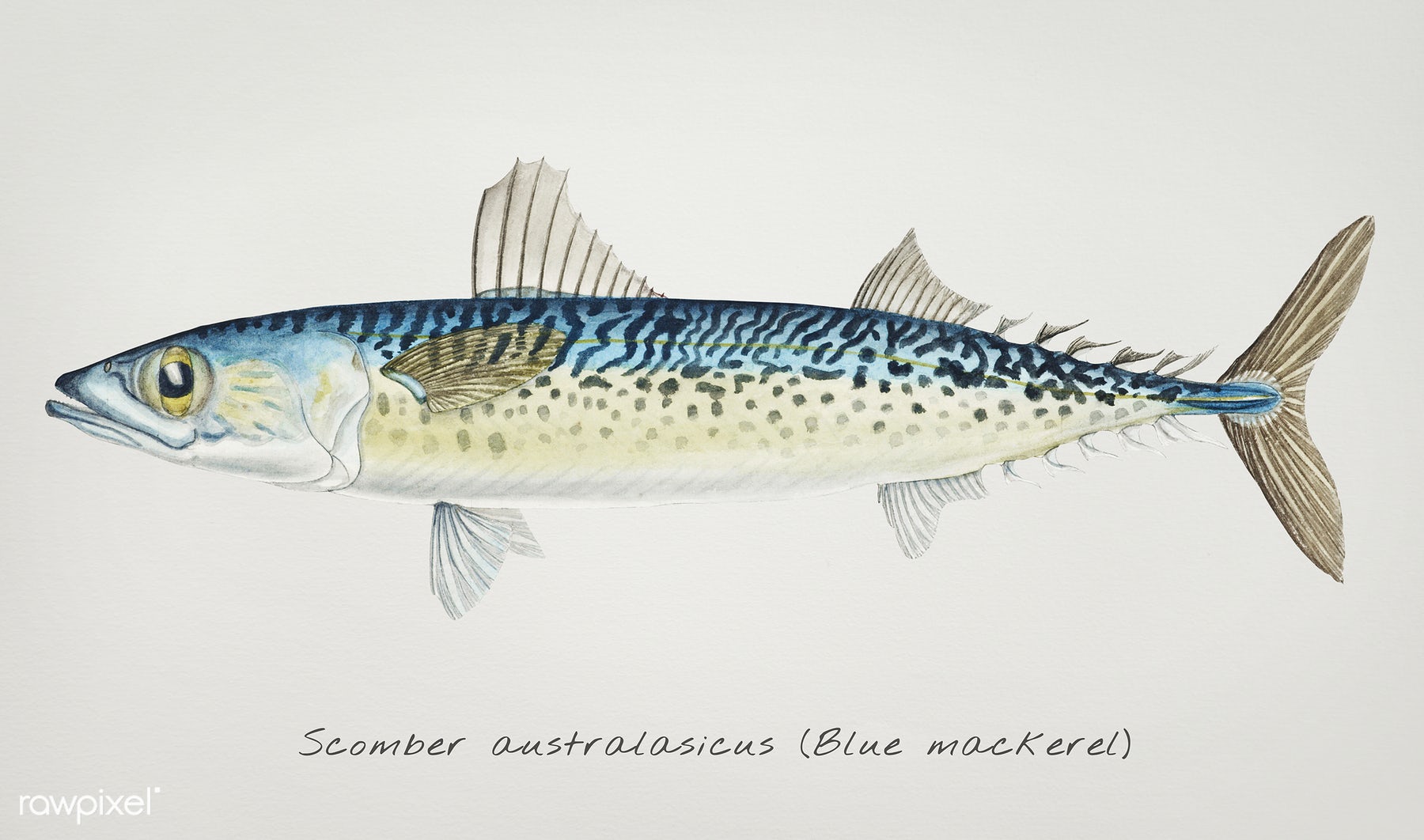 Mackerel Drawing at GetDrawings Free download