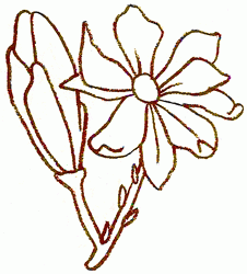 Magnolia Drawing at GetDrawings | Free download