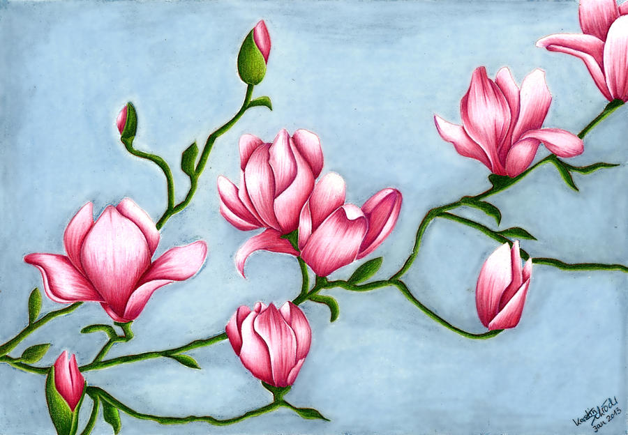 Magnolia Drawing at GetDrawings | Free download