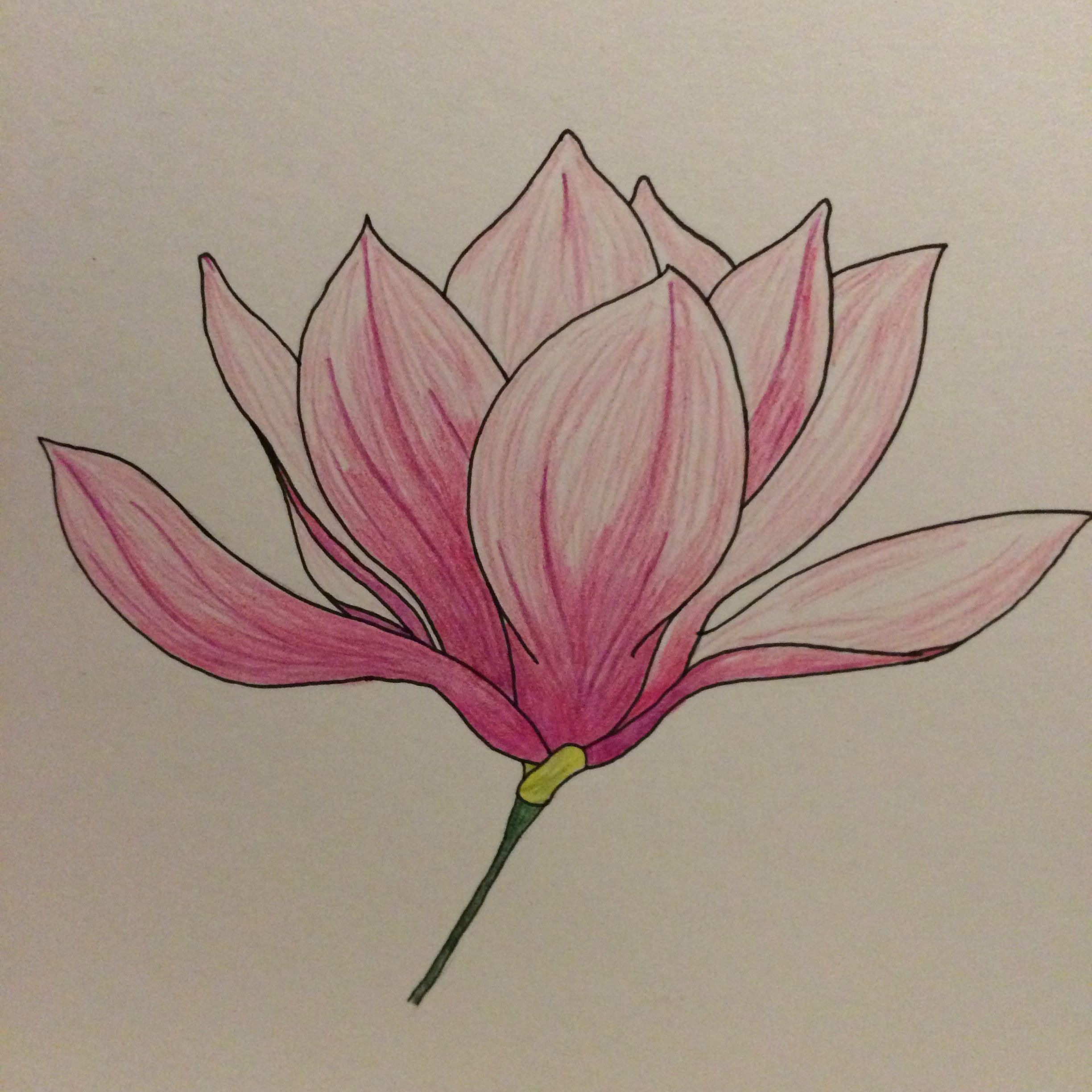 Magnolia Flower Drawing at GetDrawings | Free download