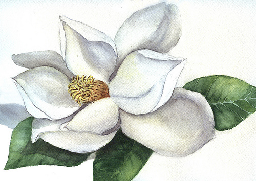 Magnolia Flower Drawing at GetDrawings | Free download