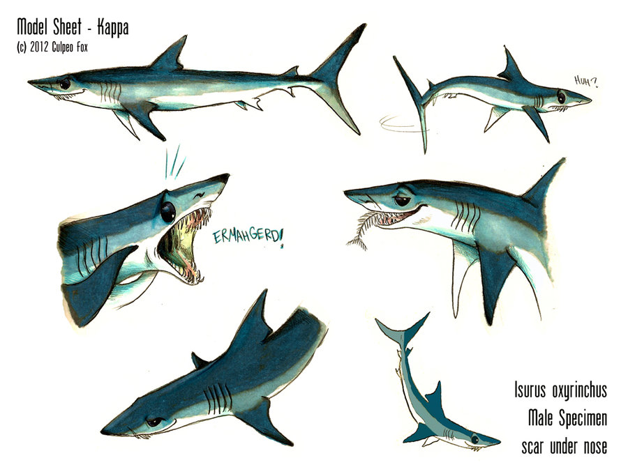 Mako Shark Drawing at GetDrawings Free download