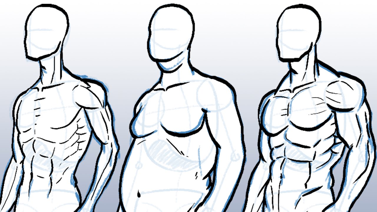 Different Male Body Types Drawing Reference Kiukkuinen