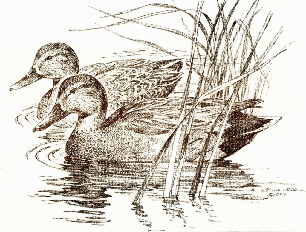 Mallard Duck Bird Drawing Artist Desmond Original Drawing Wildlife art