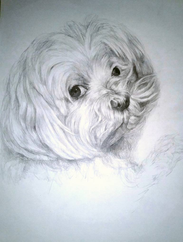 Maltese Dog Drawing at GetDrawings Free download