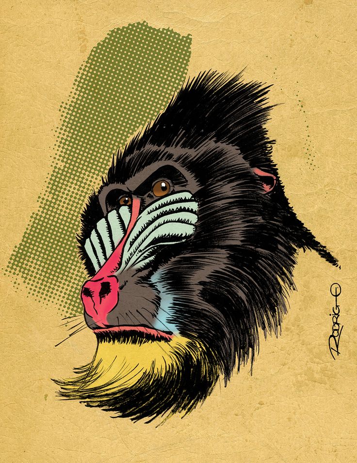 Mandrill Drawing At Getdrawings Free Download