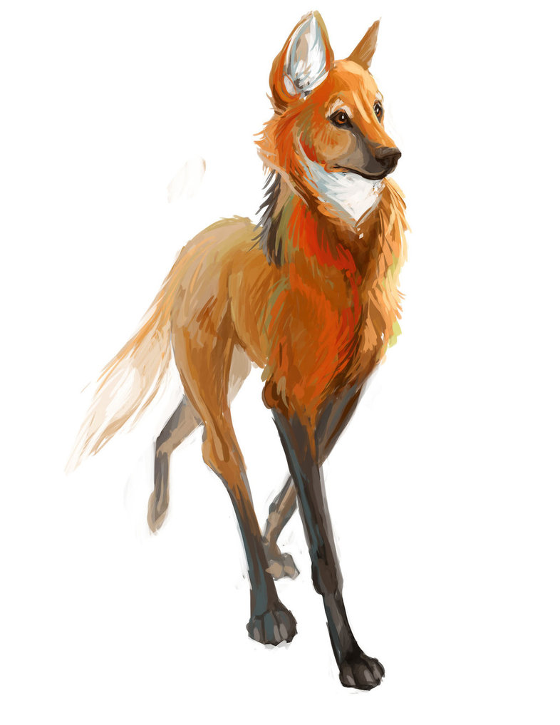 Maned Wolf Drawing at GetDrawings | Free download