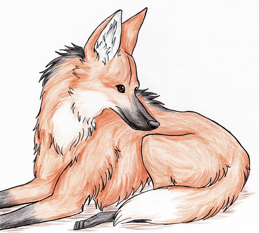 Maned Wolf Drawing at GetDrawings Free download