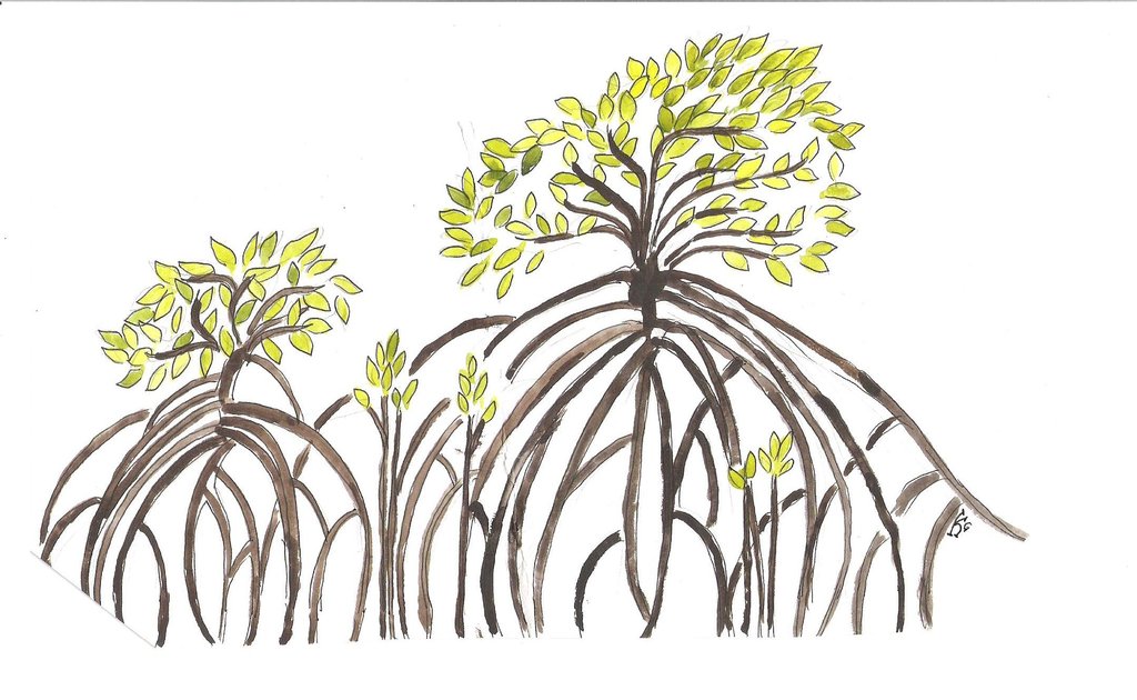 Mangrove Drawing at GetDrawings Free download