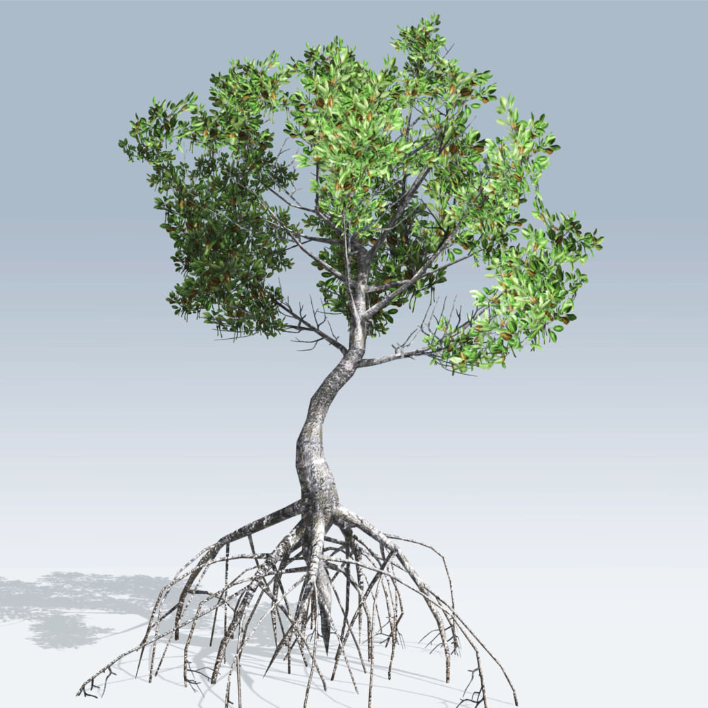 Mangrove Tree Drawing at GetDrawings Free download