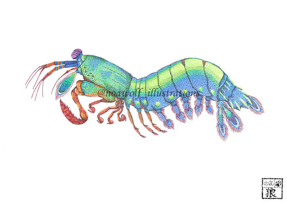 Mantis Shrimp Drawing at GetDrawings | Free download