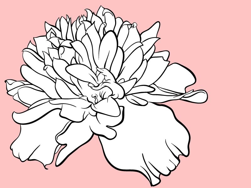 Marigold Drawing at GetDrawings | Free download