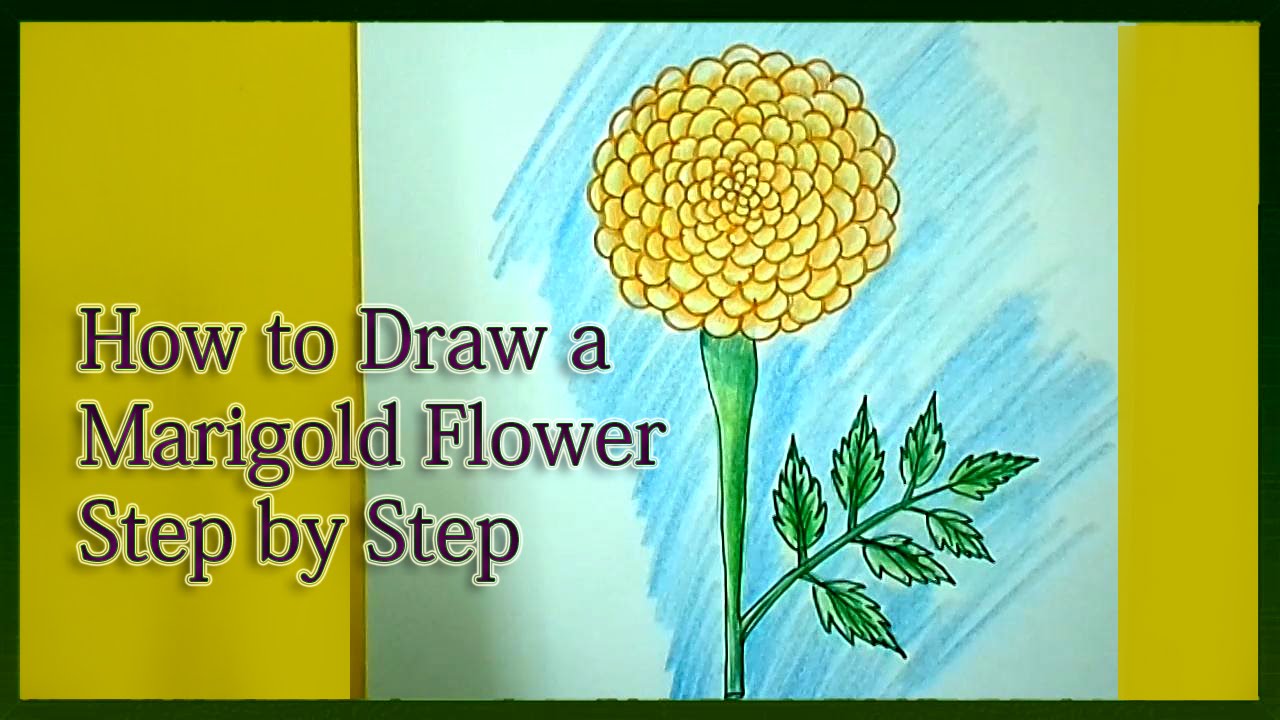 Marigold Flower Drawing at GetDrawings | Free download