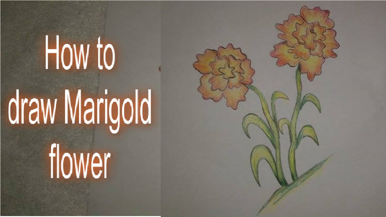 Marigold Flower Drawing at GetDrawings | Free download