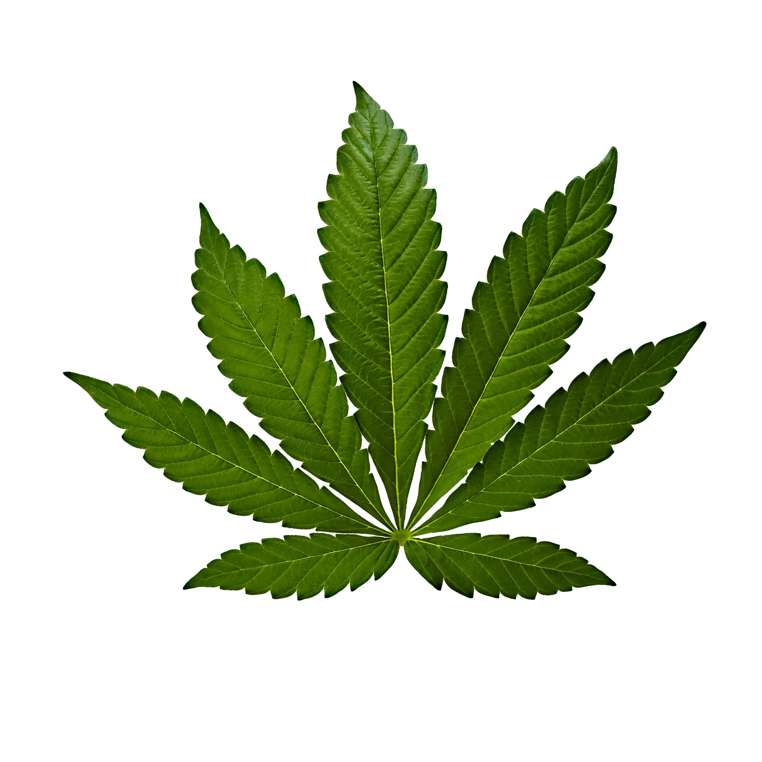 Marijuana Plant Drawing at GetDrawings Free download