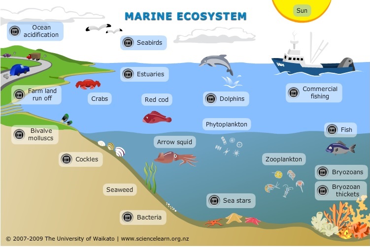 Marine Ecosystem Drawing at GetDrawings Free download