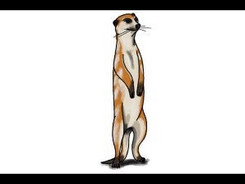 Meerkat Drawing at GetDrawings | Free download