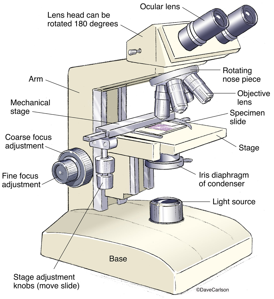 Parts Of The Microscope Worksheet Worksheet List