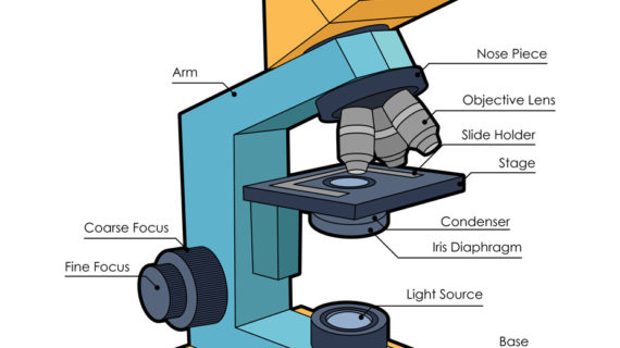 Microscope Drawing Worksheet at GetDrawings | Free download