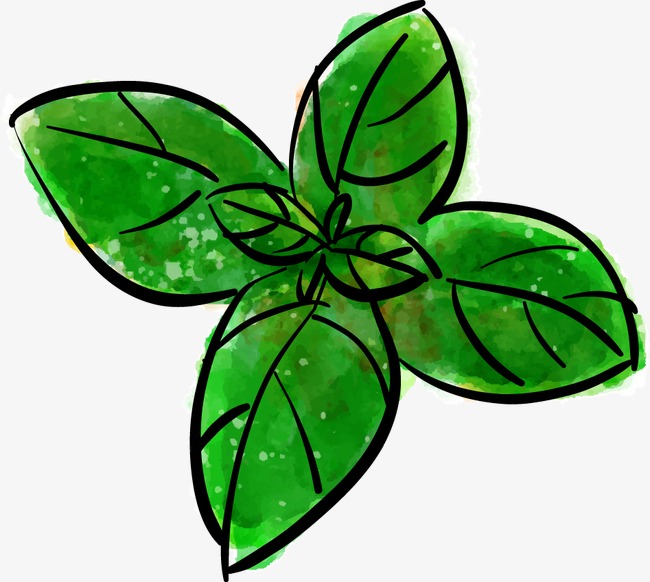 Mint Leaf Drawing at GetDrawings | Free download