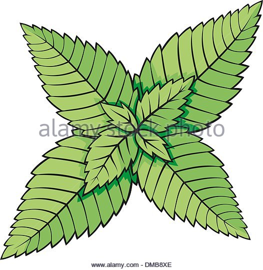 Mint Leaf Drawing at GetDrawings | Free download