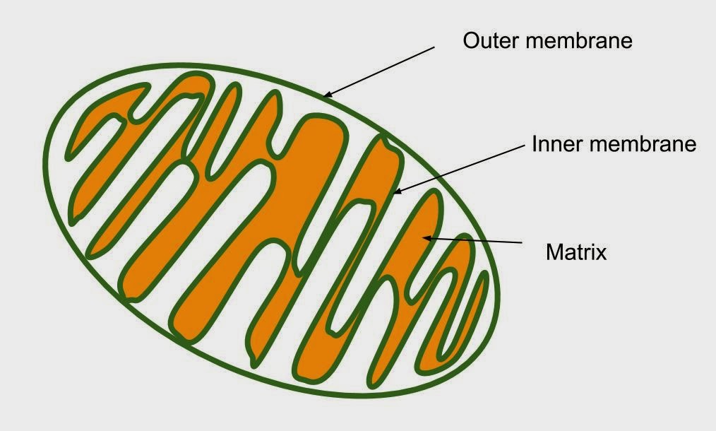 Mitochondria Drawing at GetDrawings | Free download