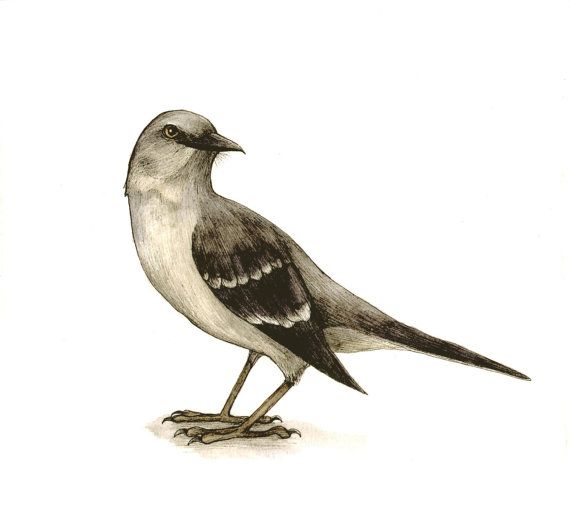 570x513 Original Watercolor Mockingbird Bird Drawing Painting Tattoos.