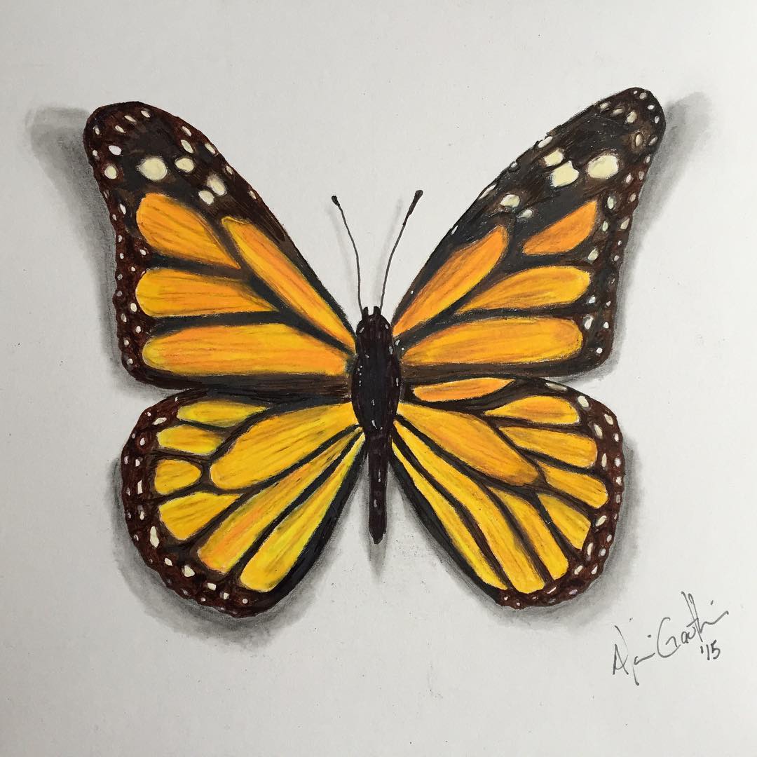 Monarch Butterfly Drawing at GetDrawings | Free download