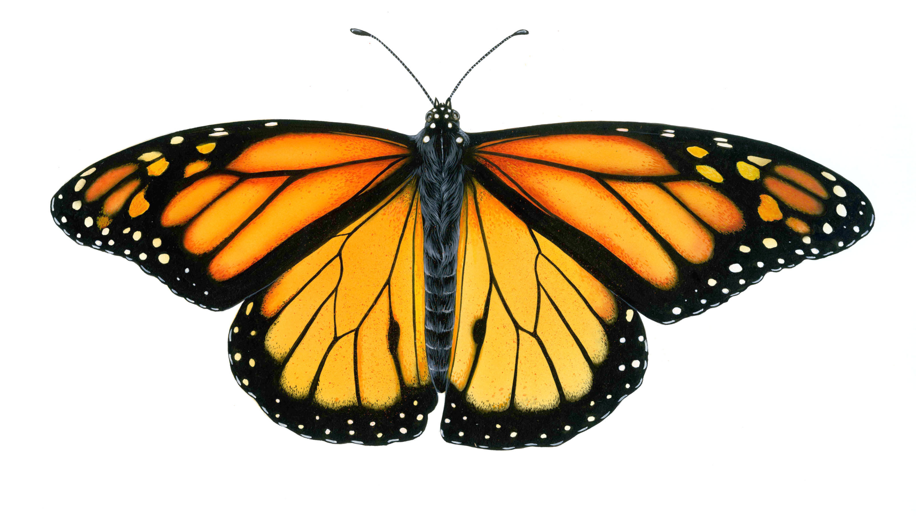 Simple Monarch Butterfly Drawing / Learn How to Draw a Monarch